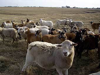 ���� � ����� barmbarranch.com