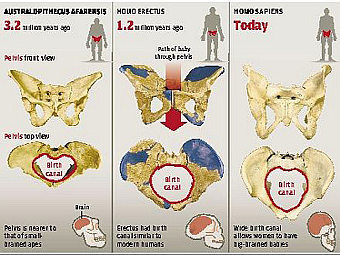 ����������� ����� Australapithcus afarensis(�����), Homo erectus � Homo sapiens. ����������� ������� ������������