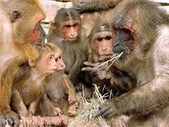 ���� Frans de Waal � ����� wikipedia.org