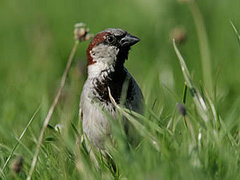 �������. ���� � ����� rspb.org.uk