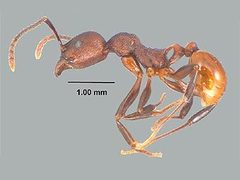 ������� ������������ Myrmicinae. ���� � ����� mississippientomologicalmuseum.org.msstate.edu
