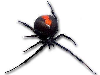 ���� Latrodectus hasselti. ���� ������������ Saperaud � ����� wikipedia.org