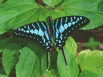 ������� Graphium policenes. ���� �� �����, ��������� � 
