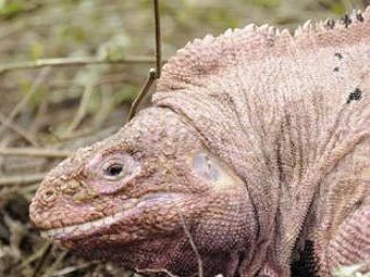 ������� ������ Conolophus rosada � ������������� ��������. ���� &copy;AFP