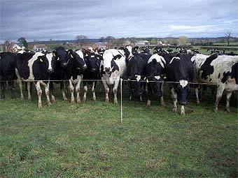 ���� � ����� pasturetoprofit.co.uk