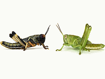 Два варианта саранчи Schistocerca gregaria: справа - одиночка, слева - член стаи после нескольких поколений. Изображение авторов исследования