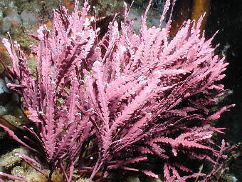 ��������� Calliarthron cheilosporioides. ���� � ����� californiadiveboats.com