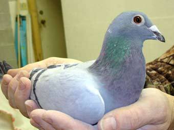 ���� � ����� featheredgems.ca