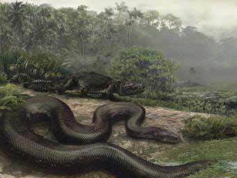 Titanoboa cerrejonensis. ����������� � ����� scientificblogging.com