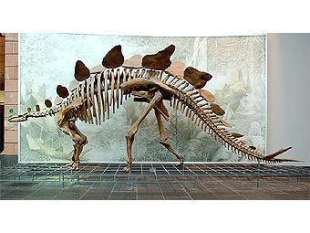 Реконструкция скелета динозавра Stegosaurus stenops. Найденный в Португалии ящер отличался значтельно более длинной шеей. Фото пользователя EvaK с сайта wikipedia.org
