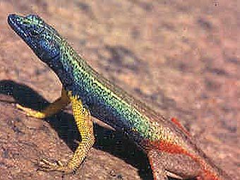 Ящерица Platysaurus broadleyi. Фото Martin Whiting с сайта web.wits.ac.za