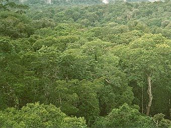 ����������� ���� ��������. ���� ������������ Deditos � ����� wikipedia.org