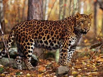 Дальневосточный леопард. Фото с сайта pro.corbis.com