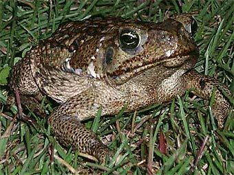 ���� ���. ���� � ����� fl.biology.usgs.gov