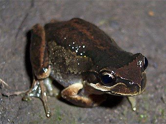 �������������� ������� Litoria ewingii, ������� �������� ��������� ��������� � ������. ���� ������������ Tnarg 12345 � ����� wikipedia.org