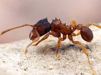 ������� Mycocepurus smithi. ���� � ����� myrmecos.net