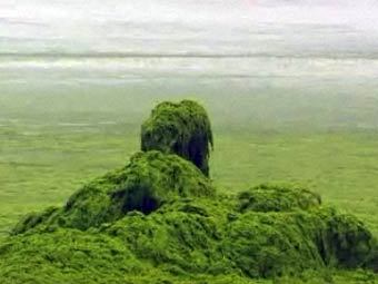 ��������� Enteromorpha prolifera. ���� BBC News 