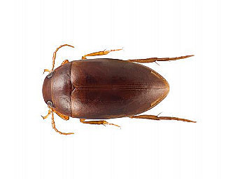 ������� ��� Agaporomorphus colberti. ���� ������� ������������