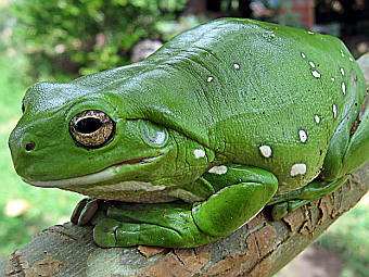 ������� ���� Litoria caerulea. ���� ������������ LiquidGhoul � ����� wikipedia.org