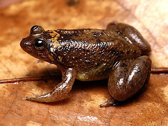 ���� �� ���������� ����� Occidozyga laevis. ���� frogsofborneo.org  