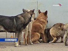 � ���� ����� "�����������" �������� �������