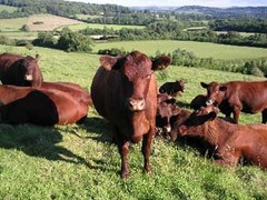Коровы породы редпол. Фото с сайта coolsfarm.co.uk