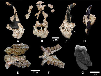 ��������� ������� Anoiapithecus brevirostris. ���� National Academy of Sciences