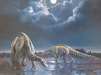��������������� ������� ��� �����������. ����������� Canadian Museum of Nature