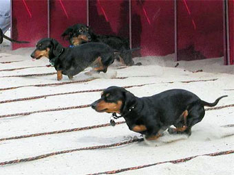 ���� � ����� anydogbreed.com