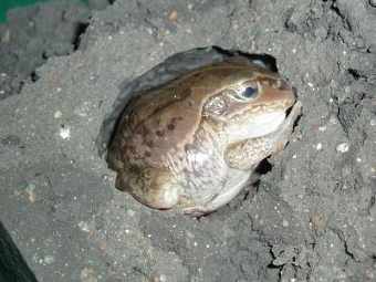 ������ ��������� Cyclorana alboguttata. ���� Sara M. Kayes