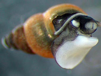 ������ Potamopyrgus antipodarum. ���� � ����� montana.edu 