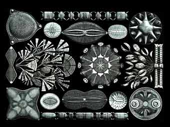������������ �������� �������� (�� ������ ������ ������� Kunstformen der Natur , 1904)