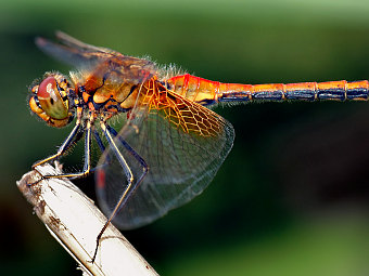 Стрекоза. Фото пользователя Aka с сайта wikipedia.org