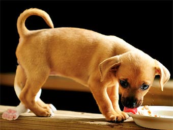 Пятилапый щенок Лилли. Фото ©AP