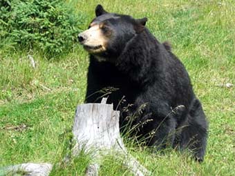 ������ �������. ���� � ����� affordable-hunting-trips.com