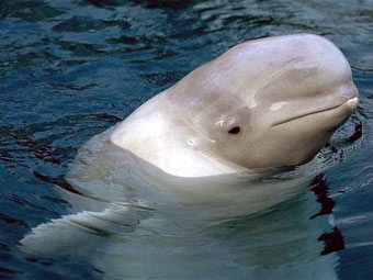 ���-������. ���� � ����� alaska-in-pictures.com