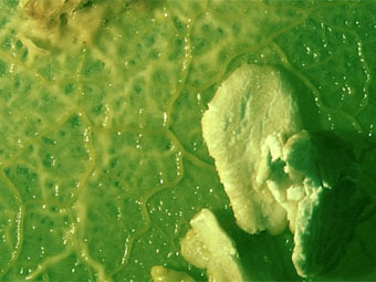 Physarum polycephalum. ���� � ����� bsu.edu
