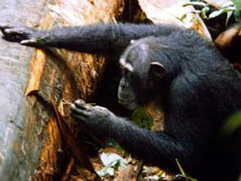 �������� "��������" �������� �� �����. ���� � ����� wildchimps.org