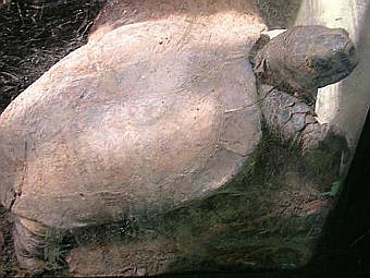 ���� ������������ Eoghanacht � ����� wikipedia.org