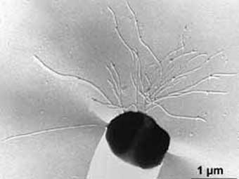 Pyrococcus abyssi. ���� K.O.Stetter and R.Rachel, Univ. Regensburg, Germany � ����� microbewiki.kenyon.edu