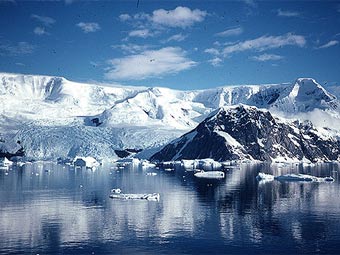 Антарктика. Фото с сайта marinebio.net