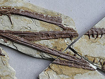 Кости Darwinopterus modularis. Иллюстрация авторов исследования