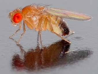 �������� ����� Drosophila melanogaster. ���� � ����� arizona.edu