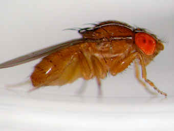 �������� ����� Drosophila melanogaster. ���� � ����� wisc.edu