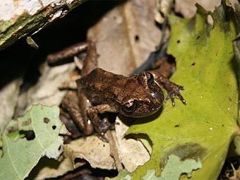 ������� ���� Leiopelma pakeka. ���� � ����� victoria.ac.nz