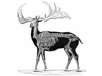 ����������������� ������� ��� Megaloceros giganteus. ����������� �� ����� "The Museum of Science and Art" 1856 ���� �������