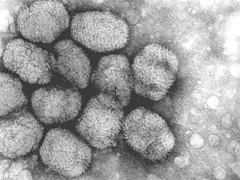 ����� ���� ��� ����������� �����������. ���� ������������ Piemmea � ����� wikipedia.org