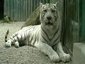 ������� ��������. ���� �� ����������� ������������ terkalong, ������������ �� �������� YouTube