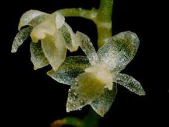 Новая миниатюрная орхидея. Фото авторов исследования