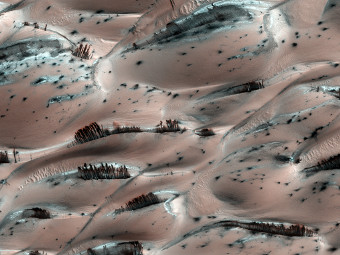 Лес на Марсе